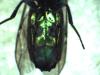 Chrysis terminata
